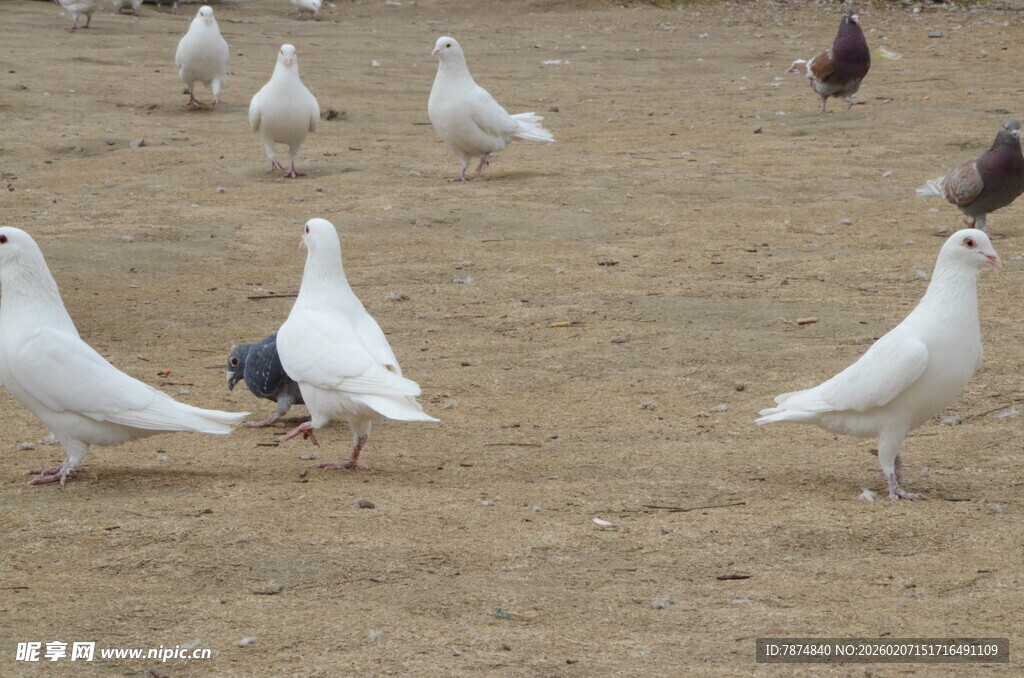广场上的白鸽们
