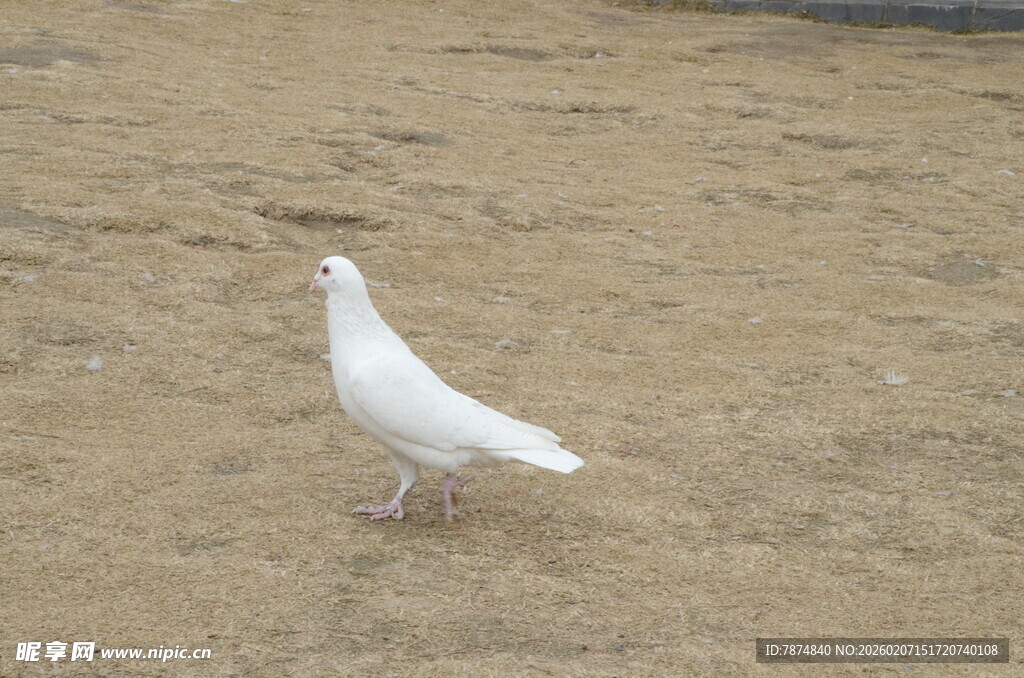 漫步的白鸽
