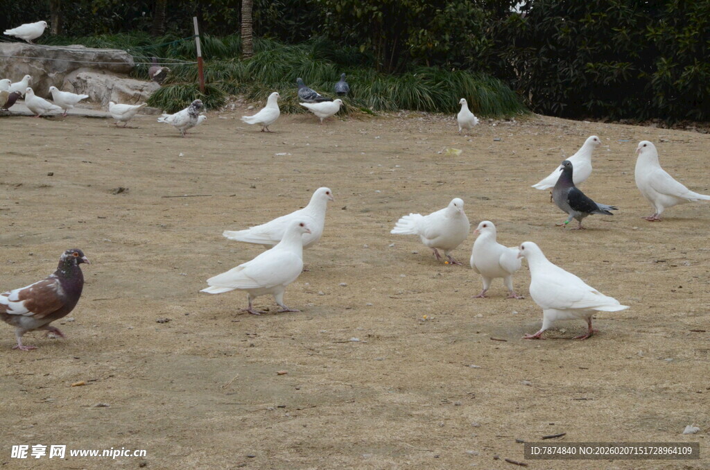 群鸽聚集在户外地面