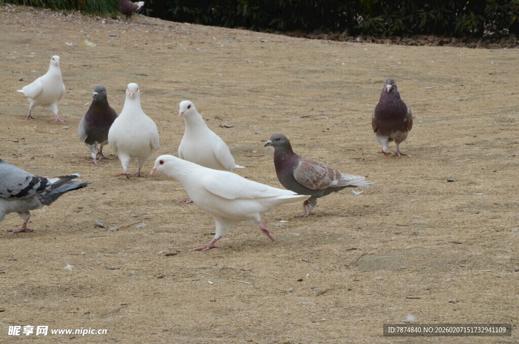 地面上的一群鸽子