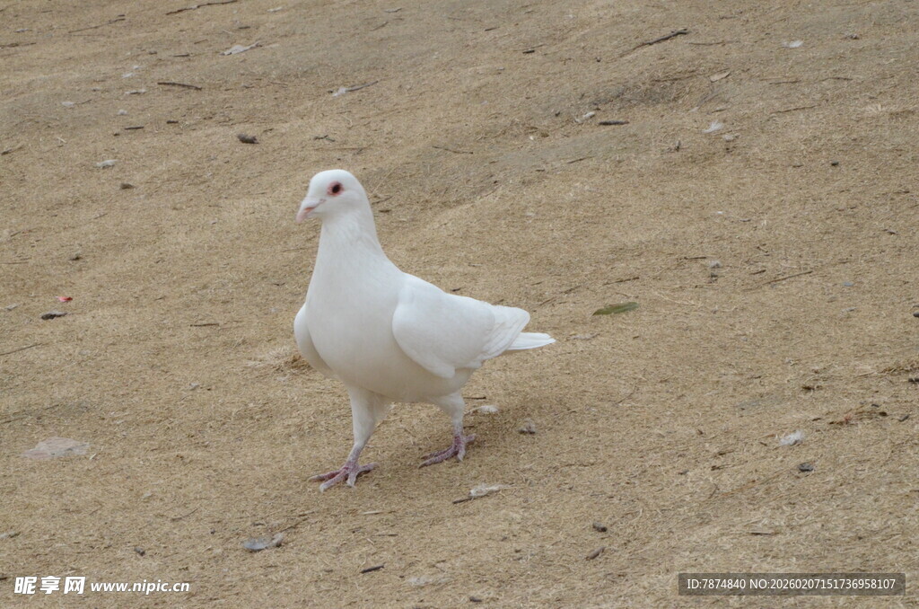 白色鸽子站立于地面