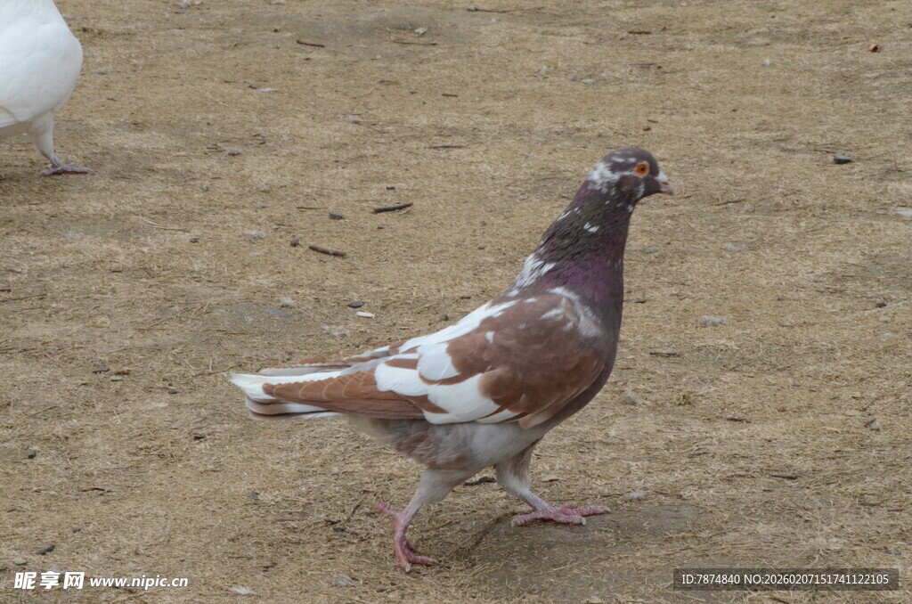 行走的花斑鸽子