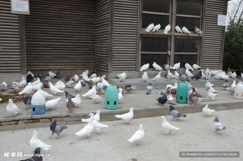 广场上人与鸽子和谐共处