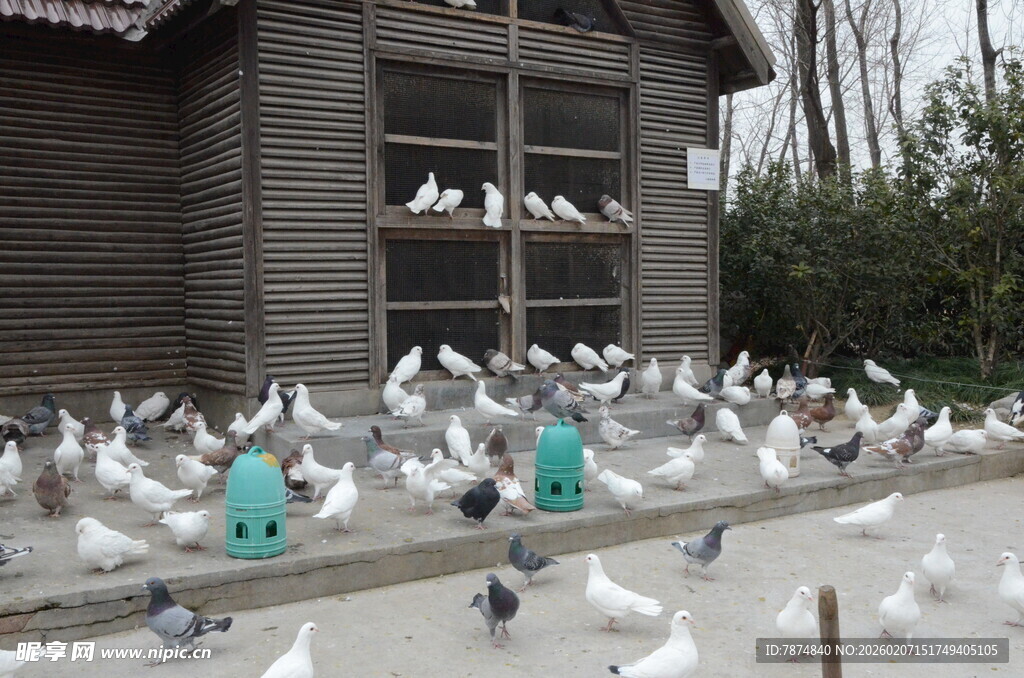 鸽群聚集在房屋前的场景