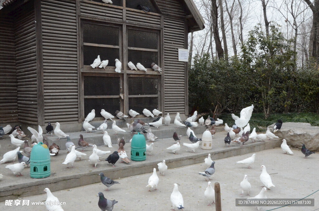 鸽群聚集在小屋旁
