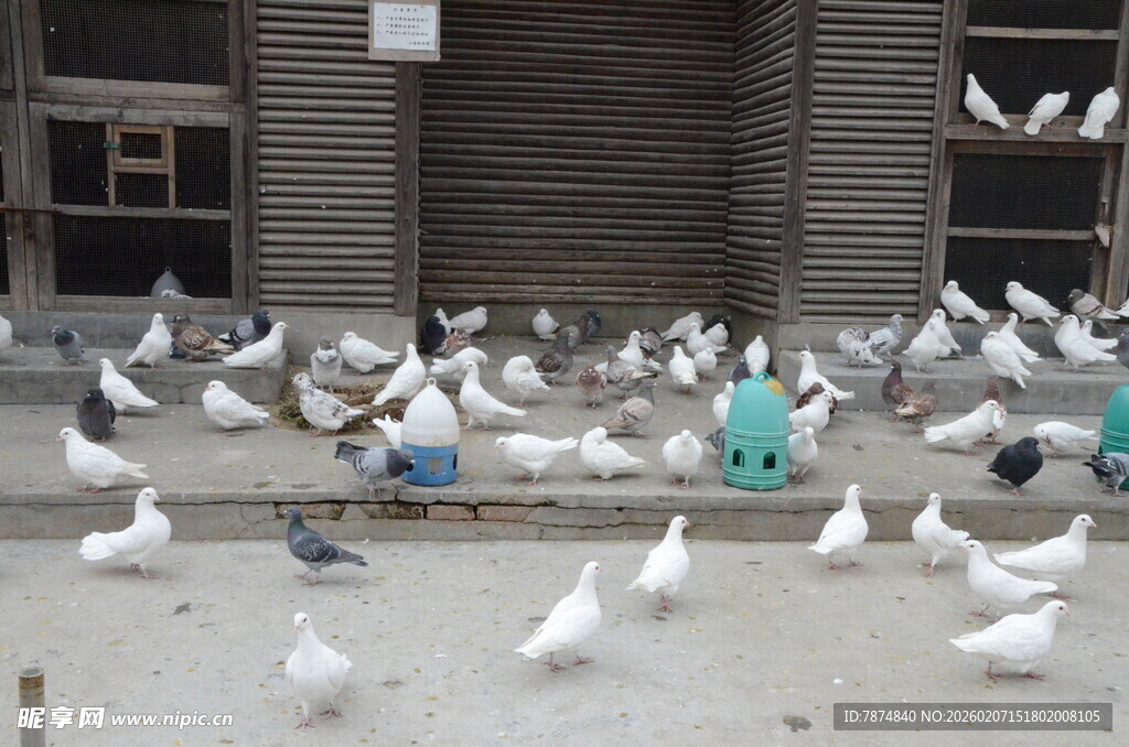 成群白鸽聚集在建筑前