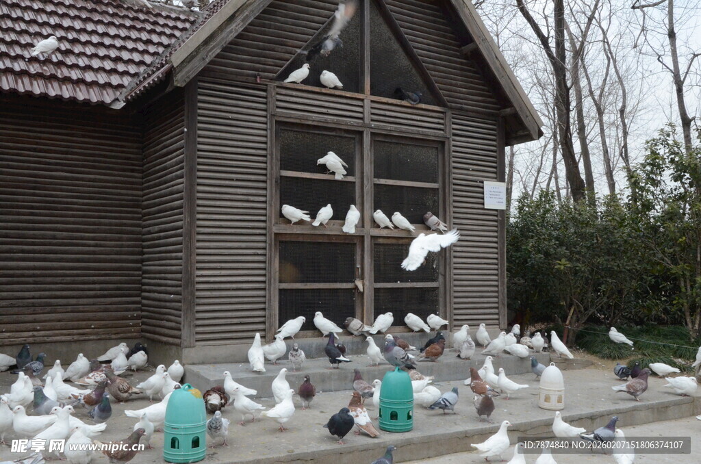 木屋前群鸽聚集的场景