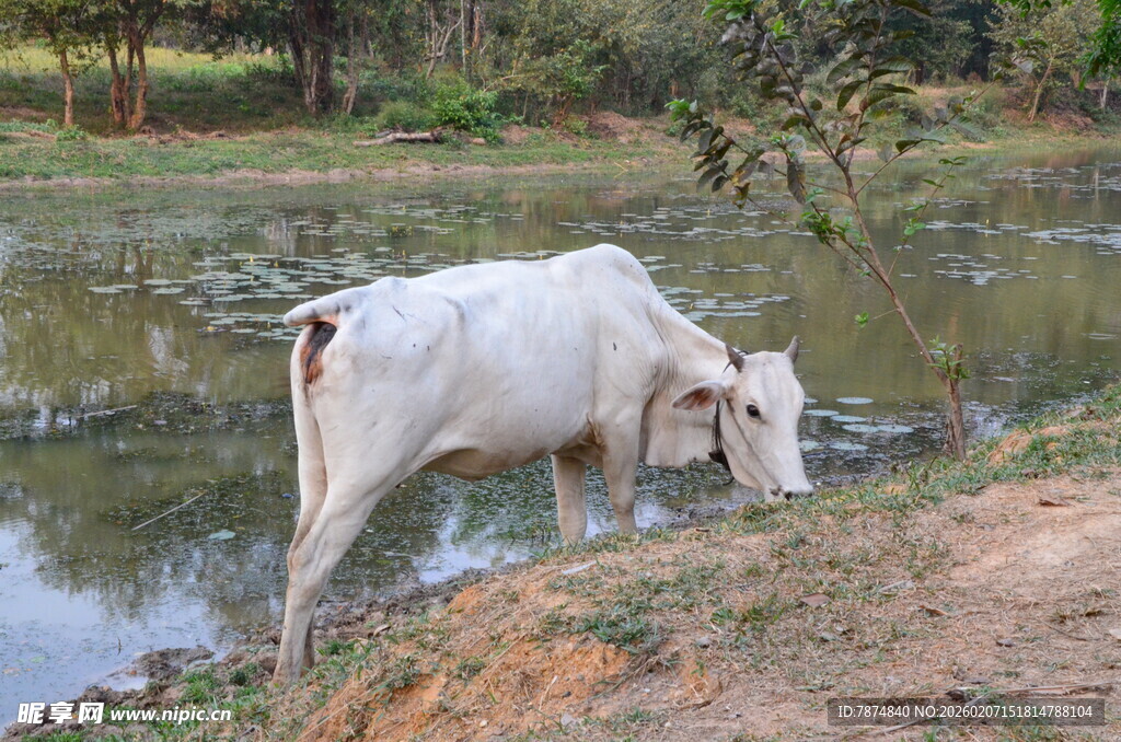 河边白牛低头饮水景象