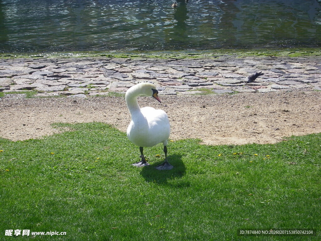 草地上的白鸟