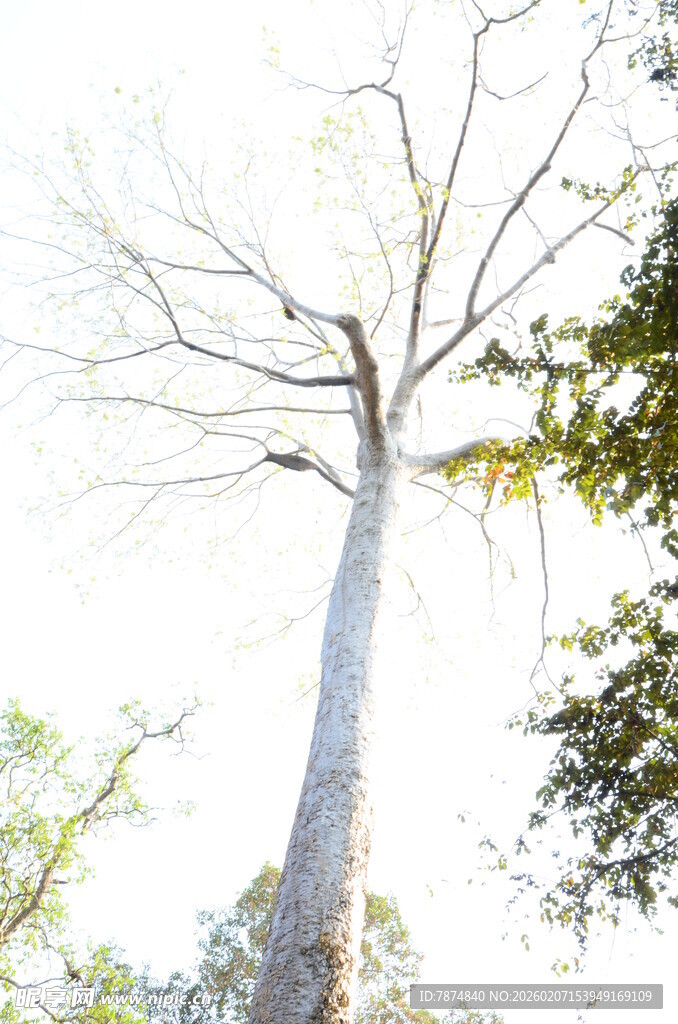 高耸光秃树干与周边绿树