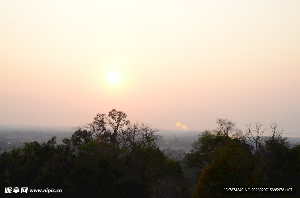 日落时分的树梢景象