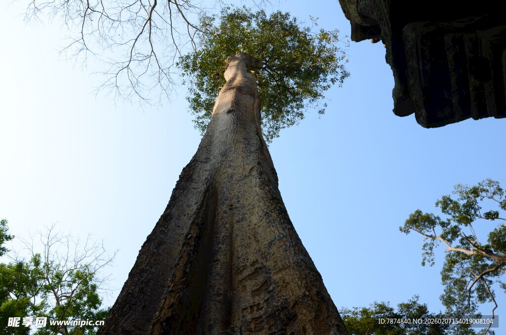 高耸入云的参天大树