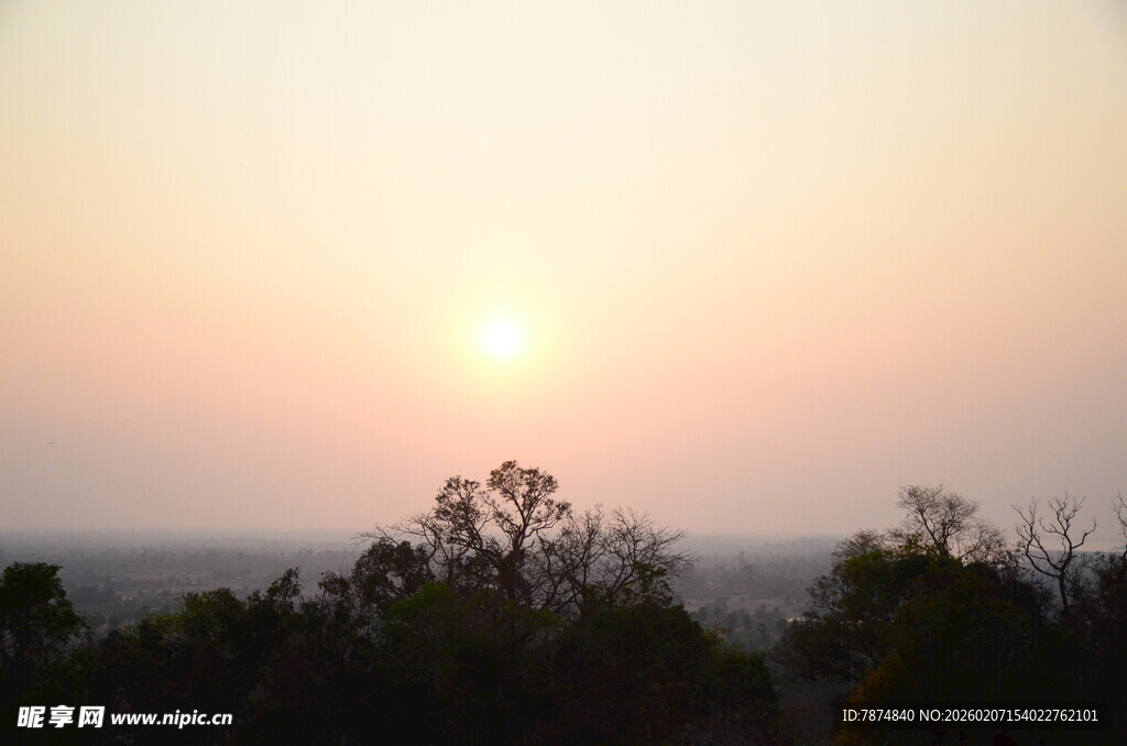 日落时分的树梢景色