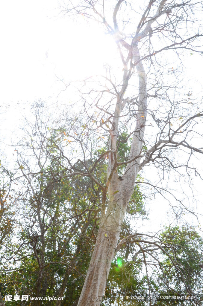 高耸入云的参天大树