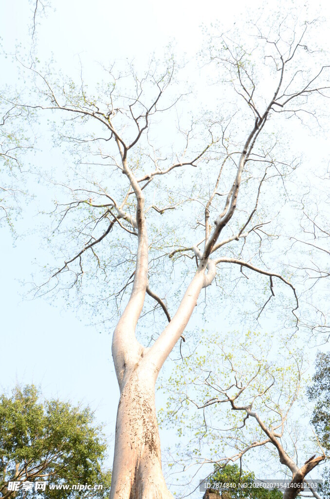 挺拔大树展现自然之美