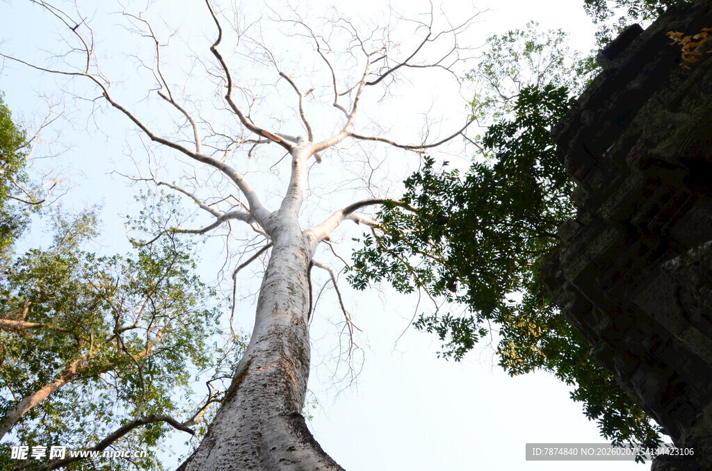 枯树立于葱郁林间