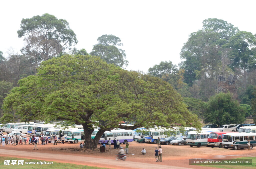 大树下的停车场与人群