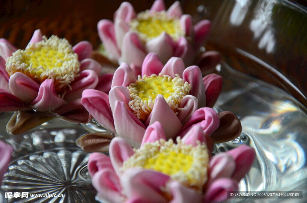 水中绽放的粉色睡莲