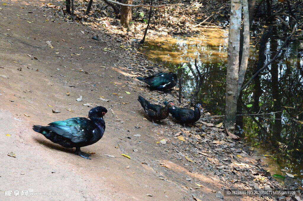 小路上的几只彩色野鸟