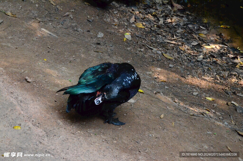 地面上的蓝黑色羽毛鸟