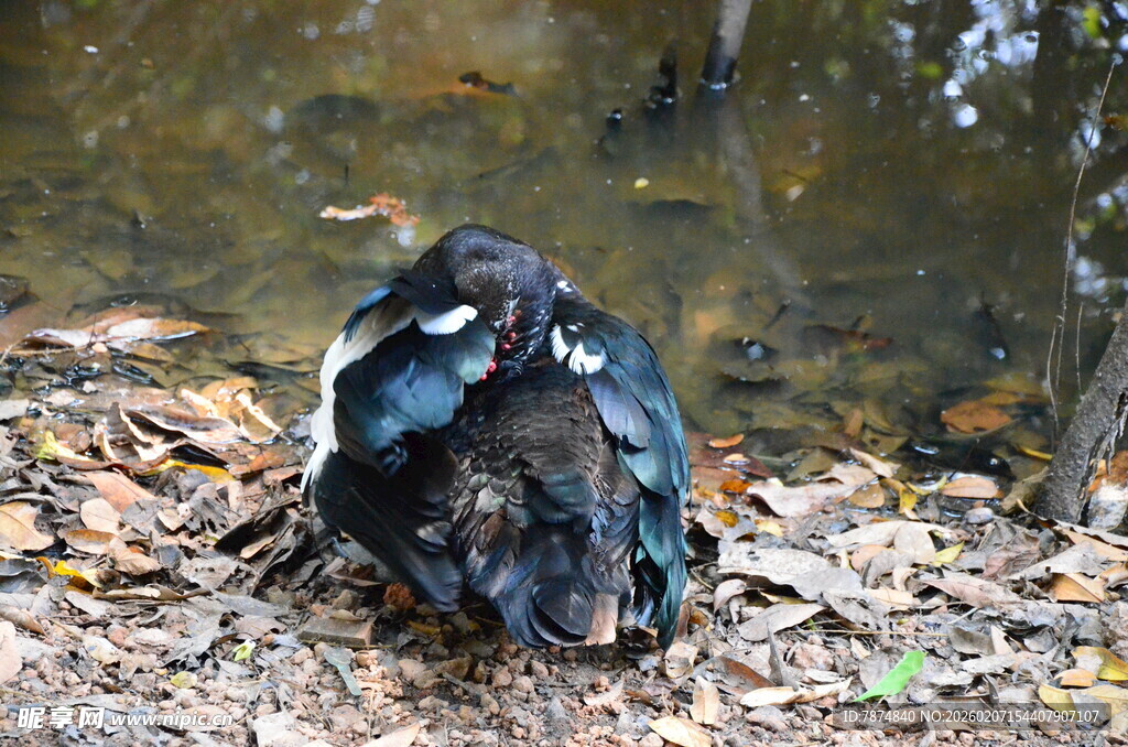 水边休憩的多彩羽毛鸟儿