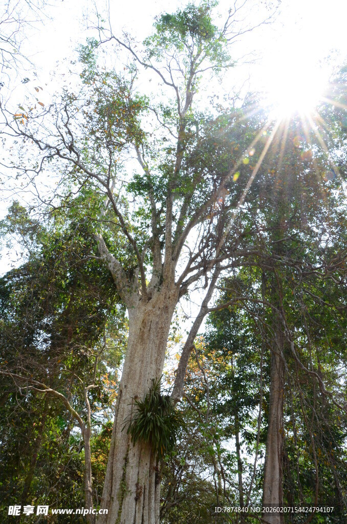 阳光照耀下的茂密树林