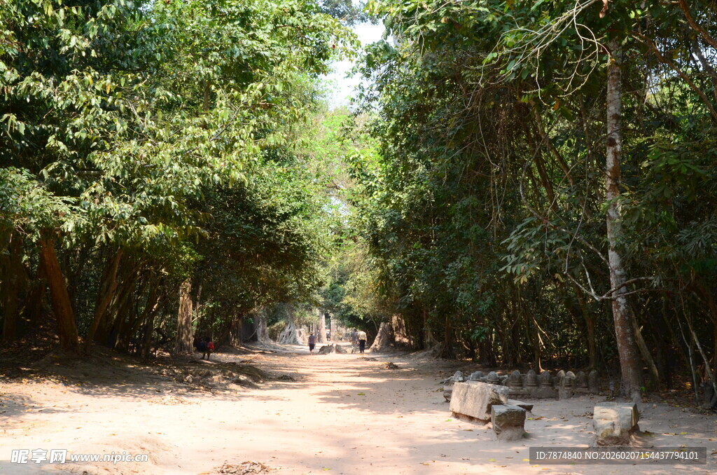 林间静谧小道 自然好风光
