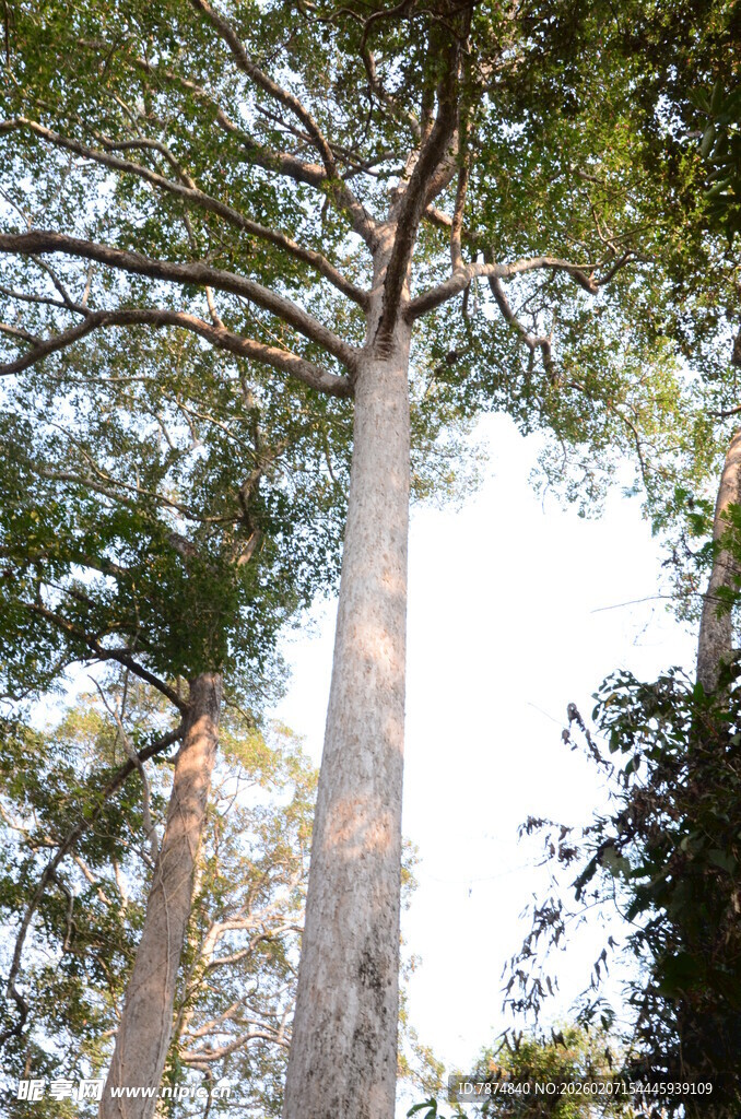 高大挺拔的森林树木景观