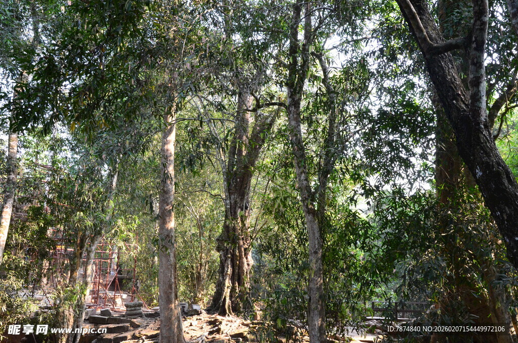 茂密树林中的自然景色