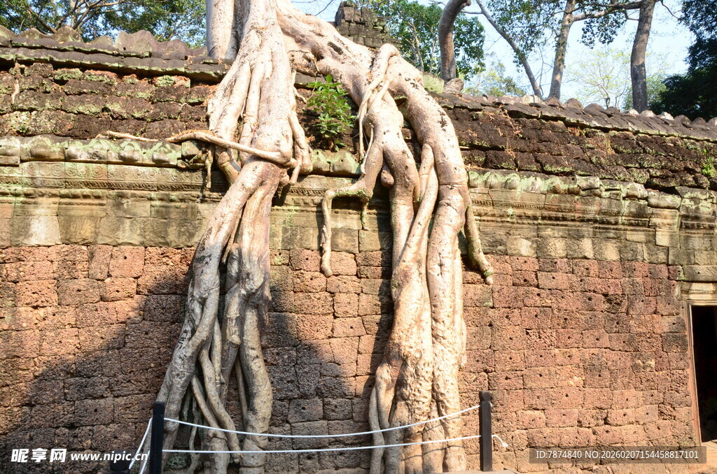 古墙缠绕的粗壮树根