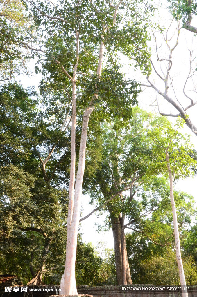 林间高大挺拔的树木