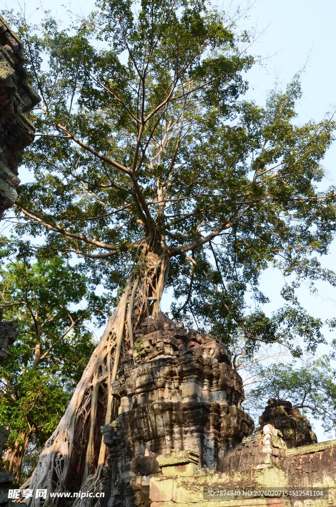 古树下的神秘古老石建筑