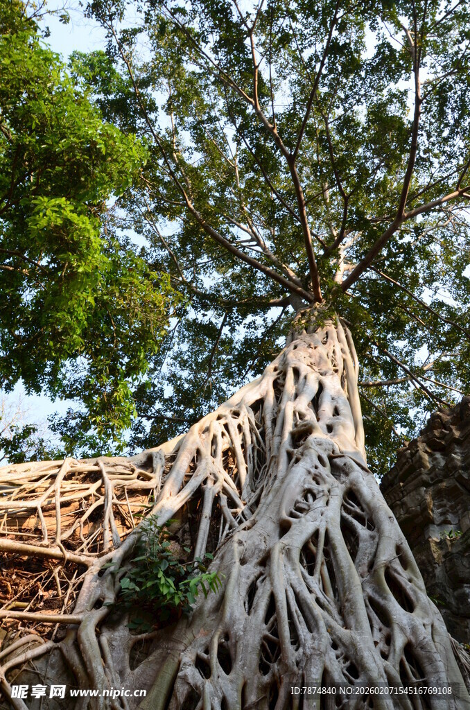 盘根错节的古老树根奇观