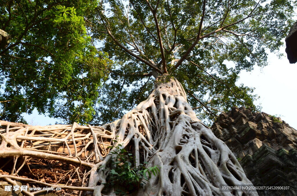 奇特树根缠绕古老建筑
