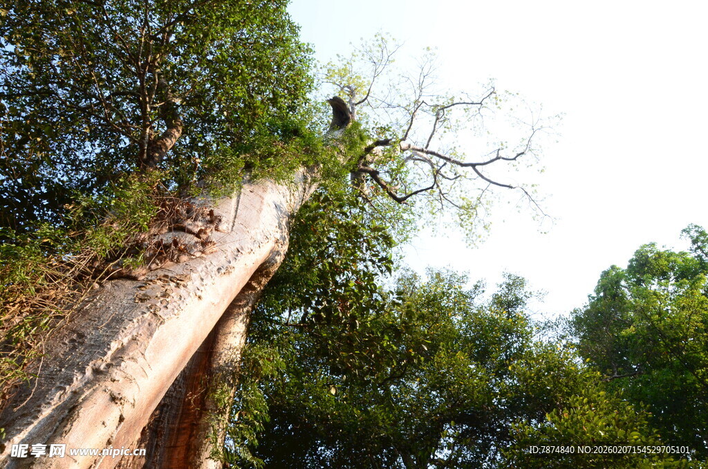 高耸枯树与繁茂绿植