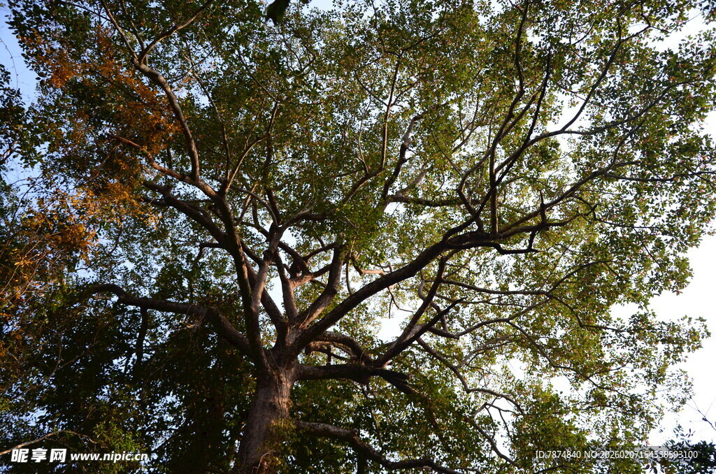 仰视繁茂大树树冠