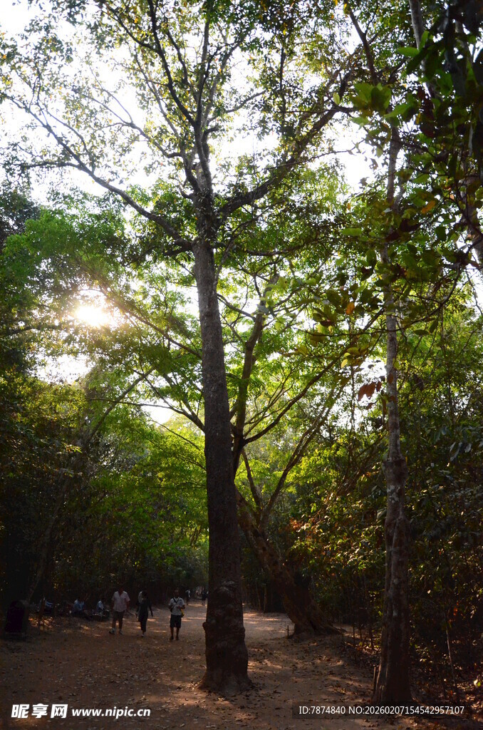 阳光洒落的林间小道