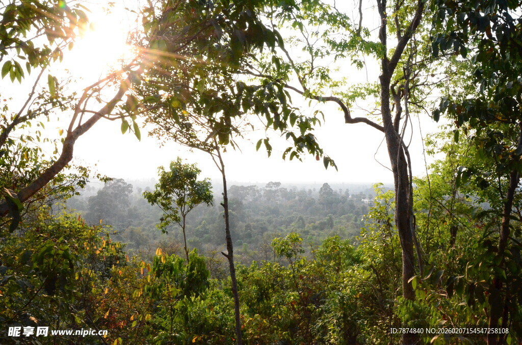 阳光洒落茂密林间美景