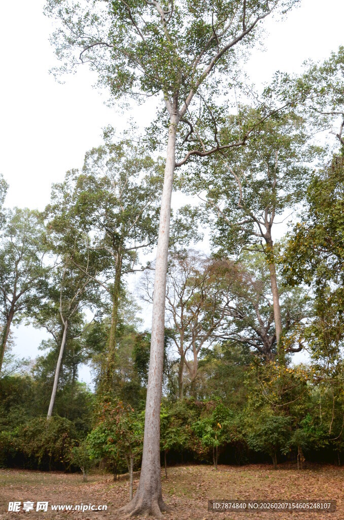 高大挺拔的树木在户外