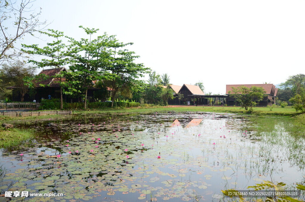 乡村池塘畔的宁静景致