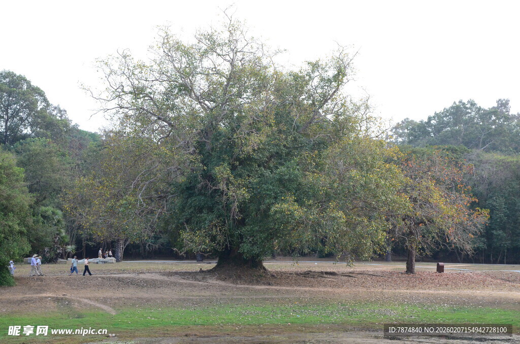 公园中的繁茂大树