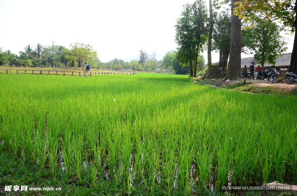 翠绿稻田 田园风光初展现