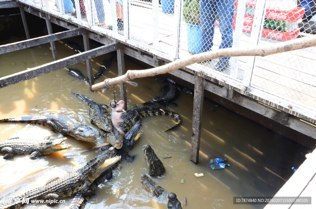 鳄鱼养殖场景