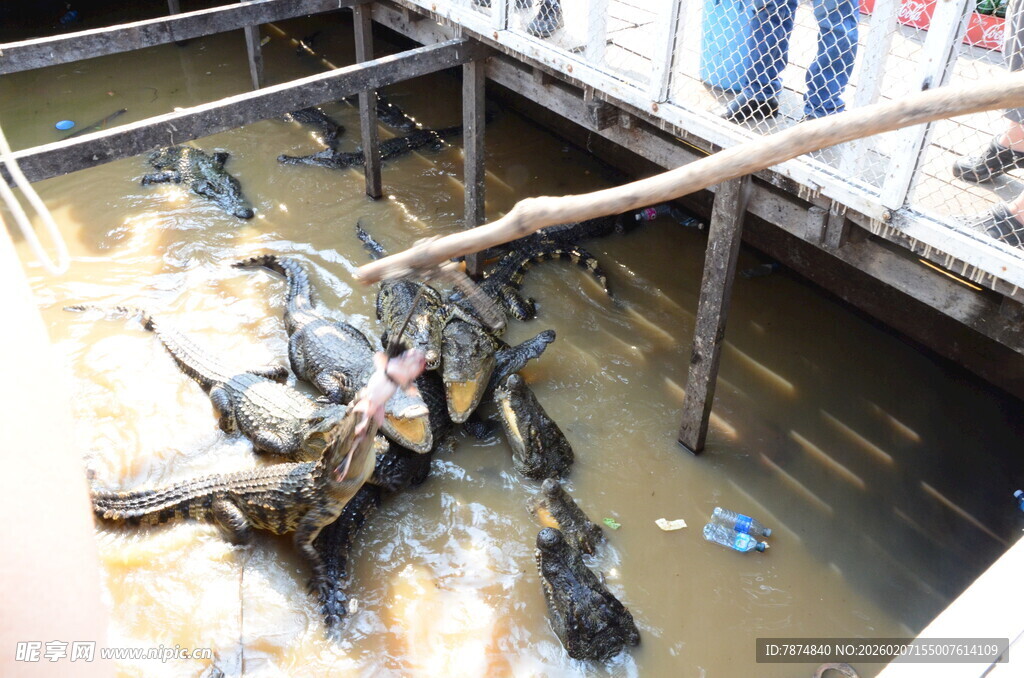 鳄鱼养殖池内的群鳄景象