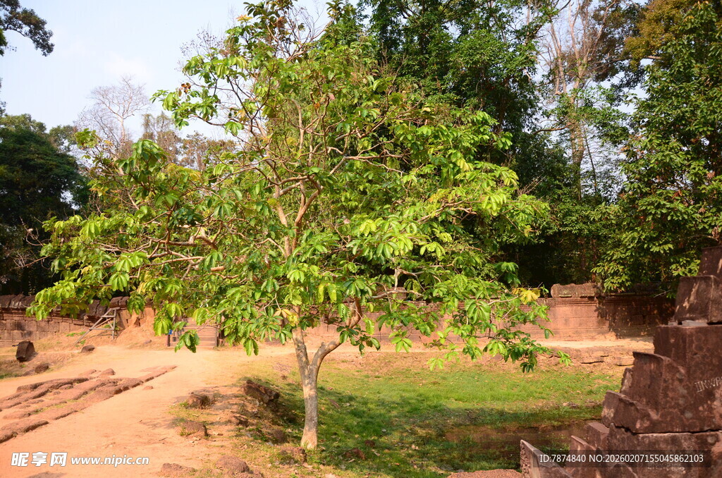 户外绿树与土坡景致