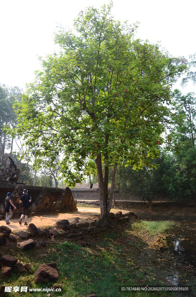 乡村中的葱郁大树