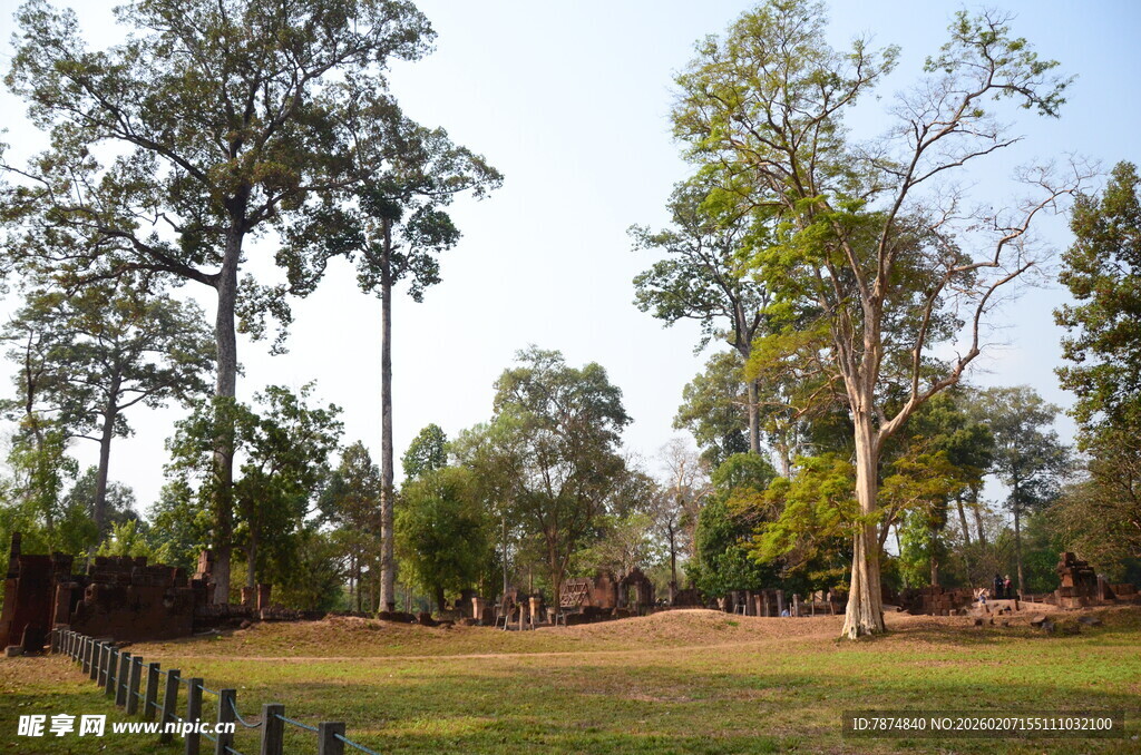 林间开阔草地自然景致
