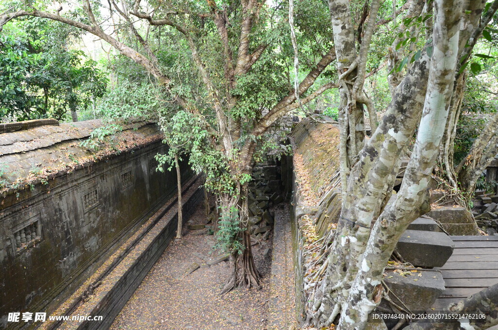 古老庭院中的繁茂树木