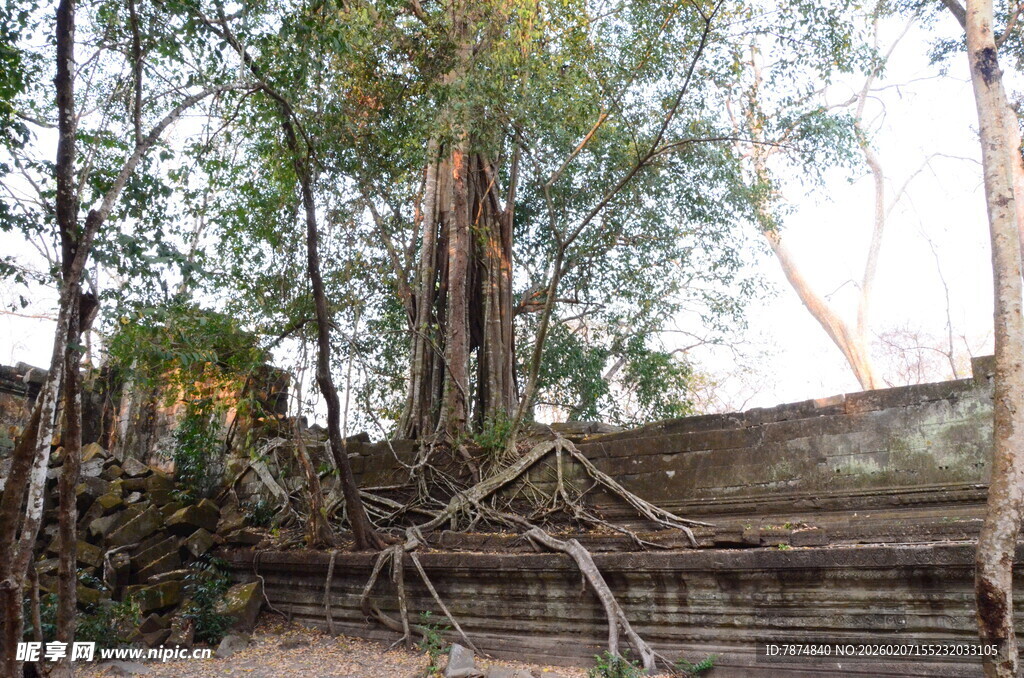 古老树根缠绕的废弃台阶