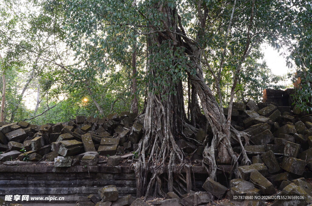 古树下缠绕的古老石墙遗迹